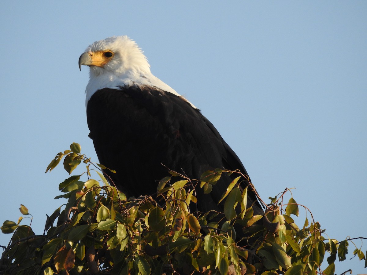 African Fish-Eagle - ML636991485