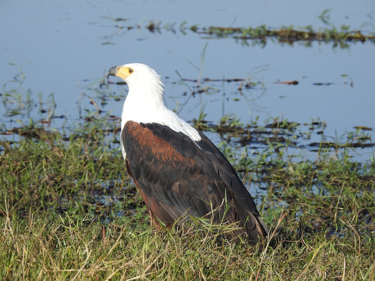 African Fish-Eagle - ML636991486