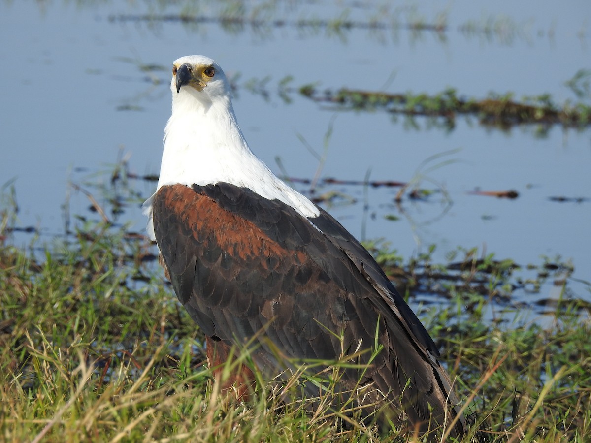 African Fish-Eagle - ML636991487