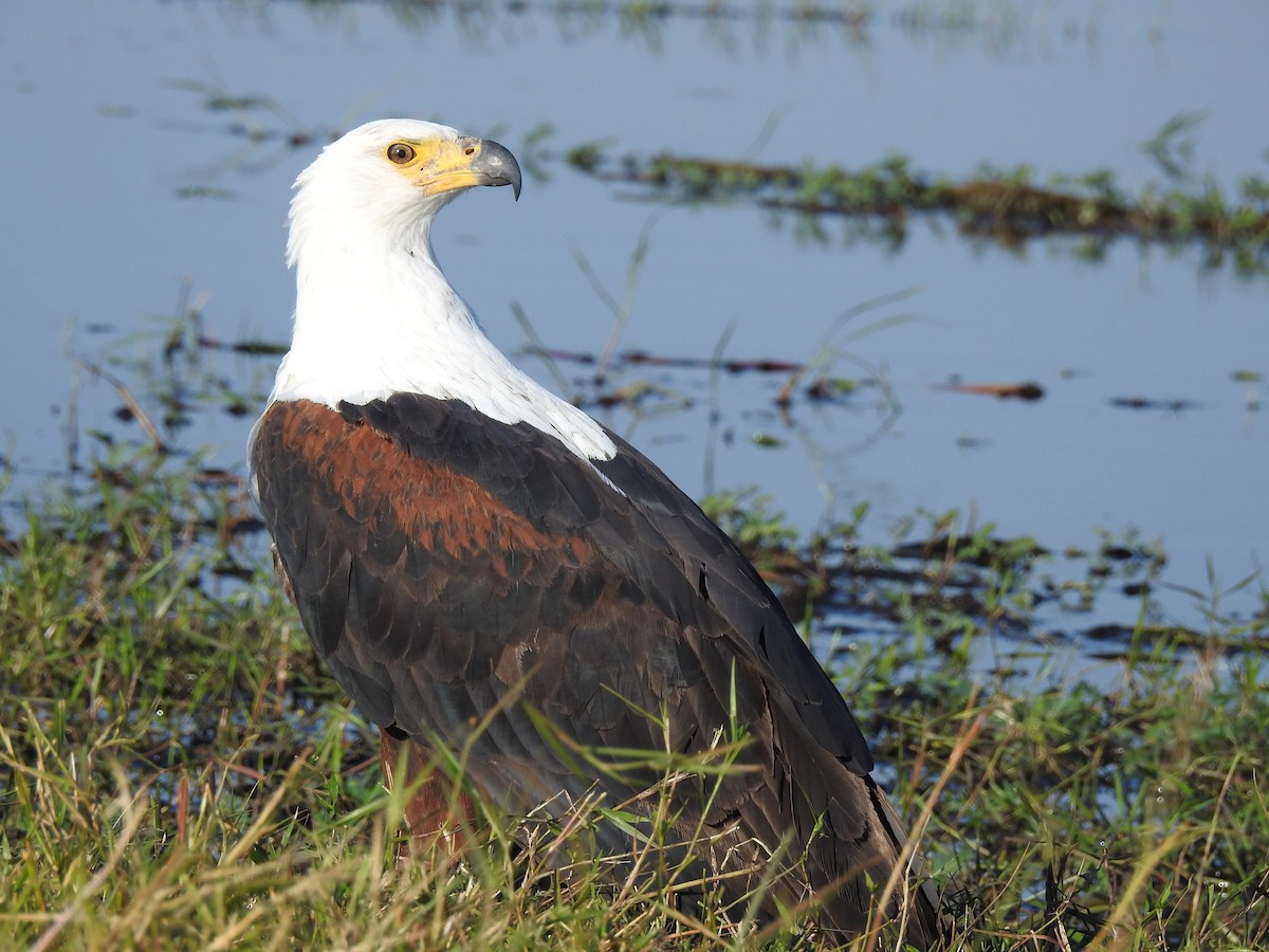 African Fish-Eagle - ML636991488