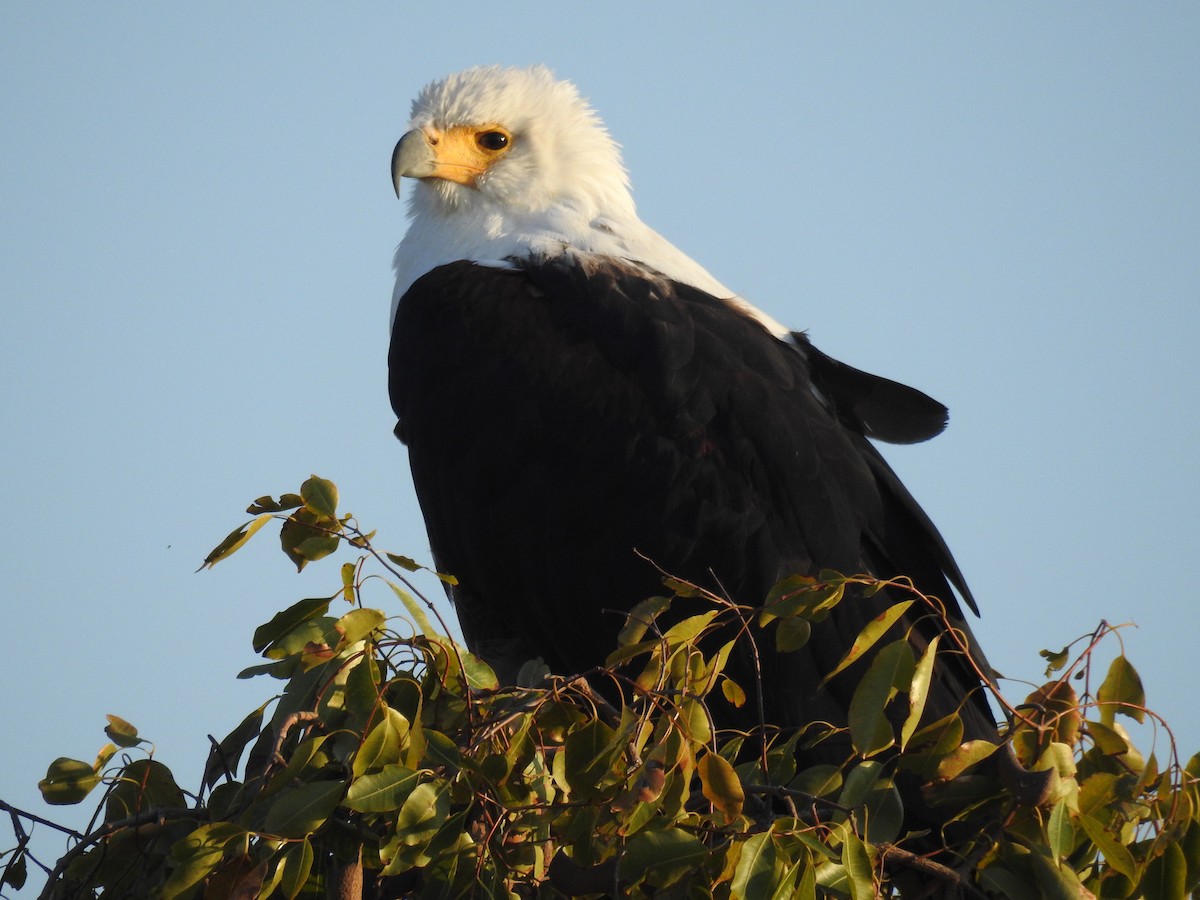 African Fish-Eagle - ML636991489