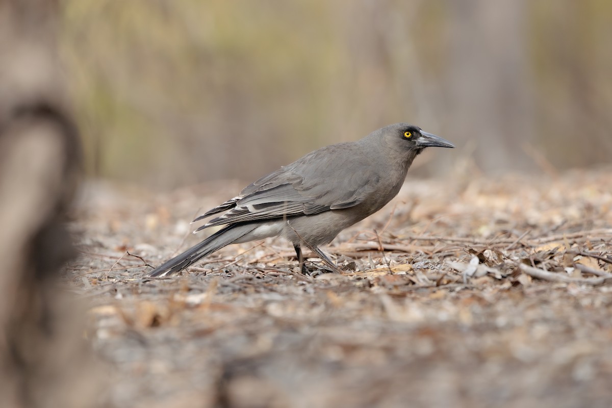 Gray Currawong (Gray) - Gary Dickson
