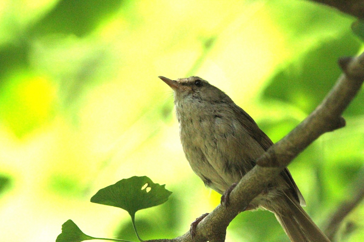 Brownish-flanked Bush Warbler - ML636991722