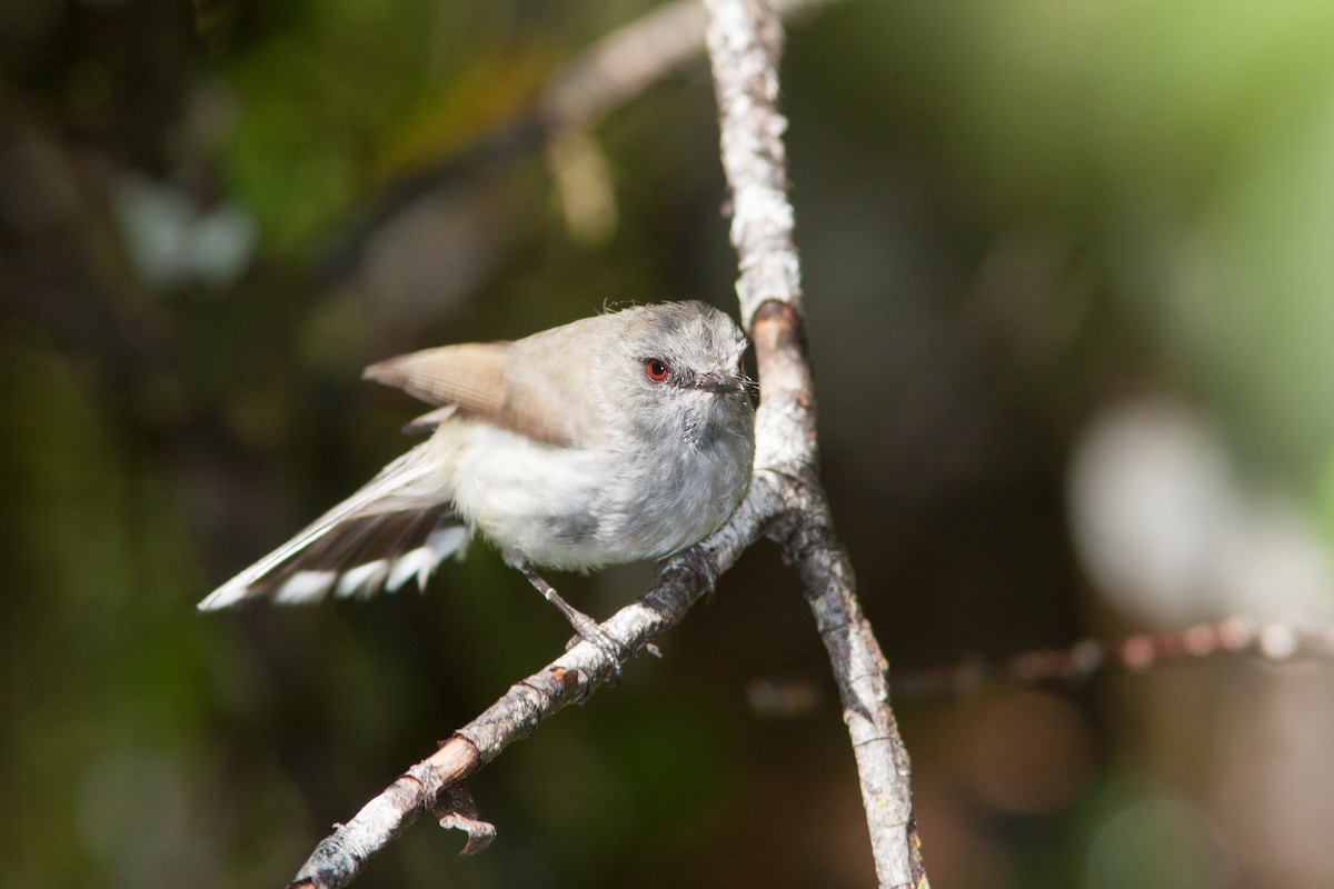 Gray Gerygone - ML636991729