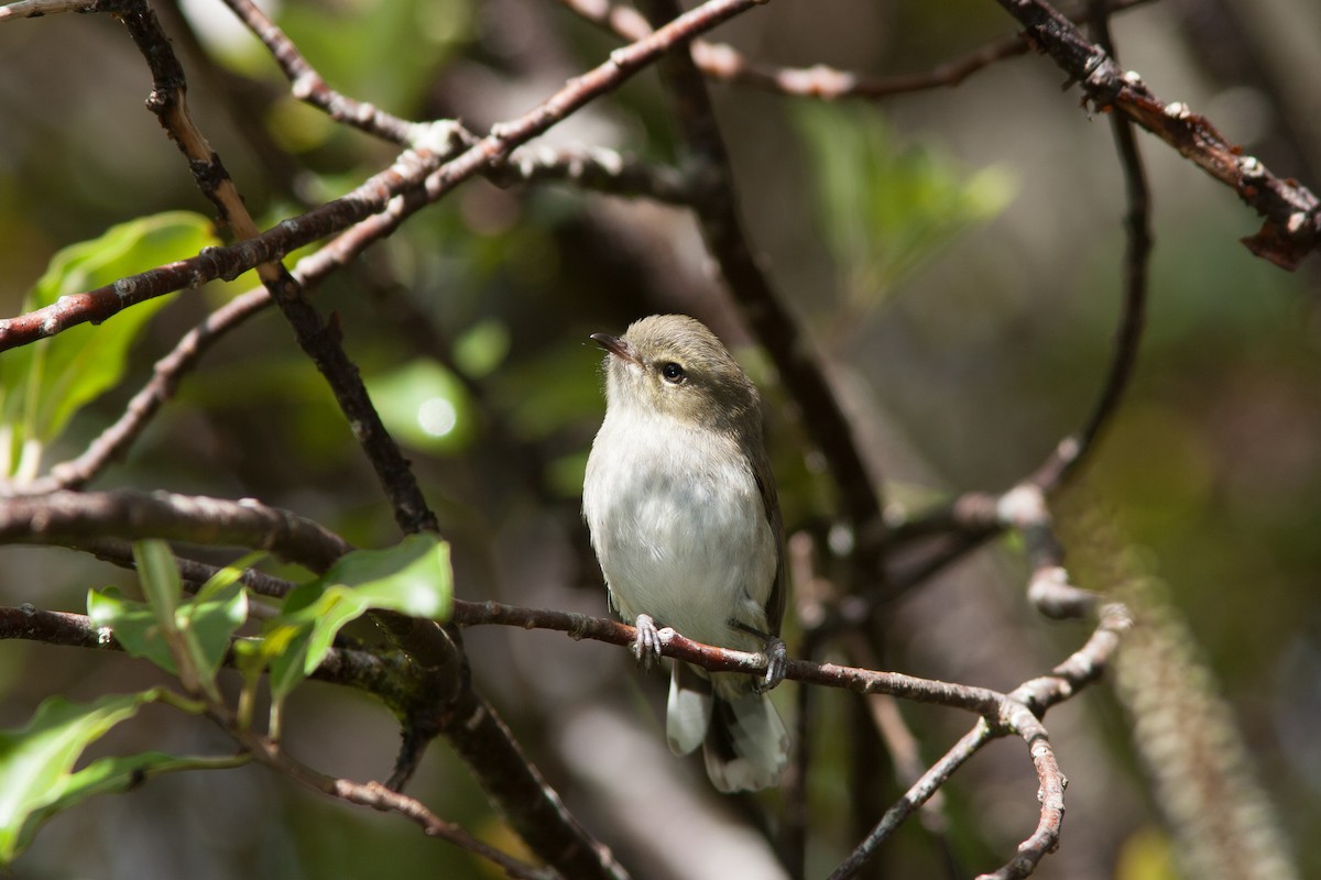 Gray Gerygone - ML636991753