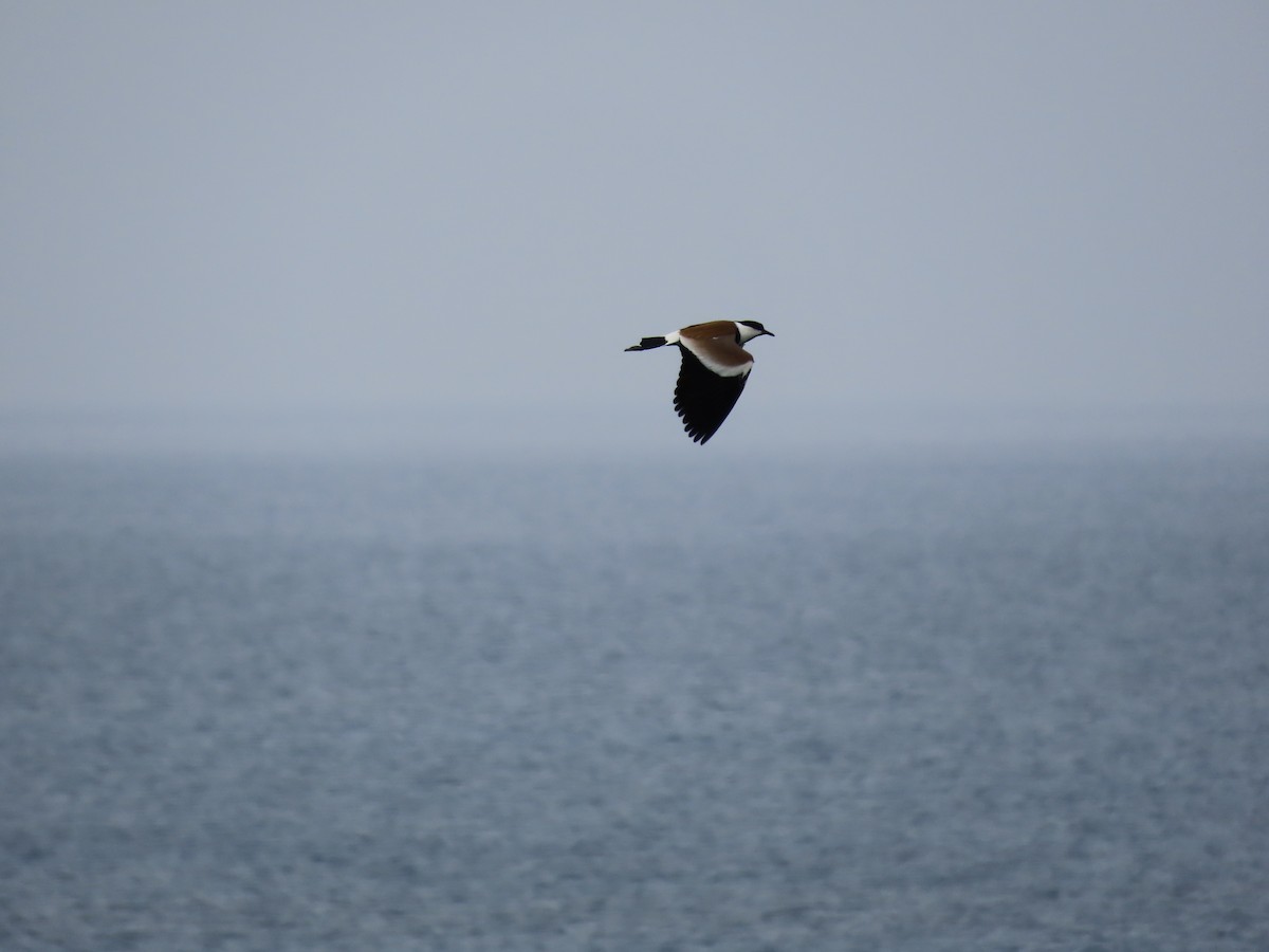 Spur-winged Lapwing - ML636991863