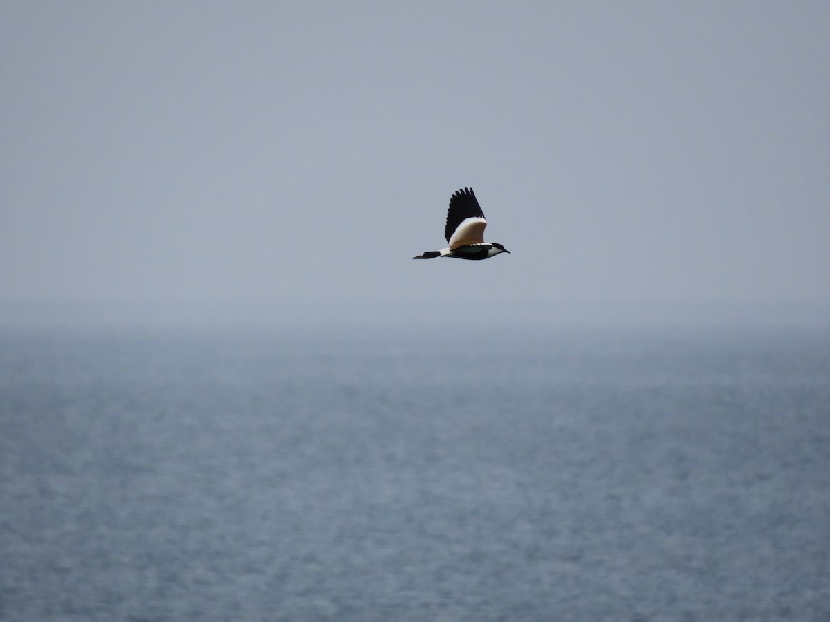 Spur-winged Lapwing - ML636991864
