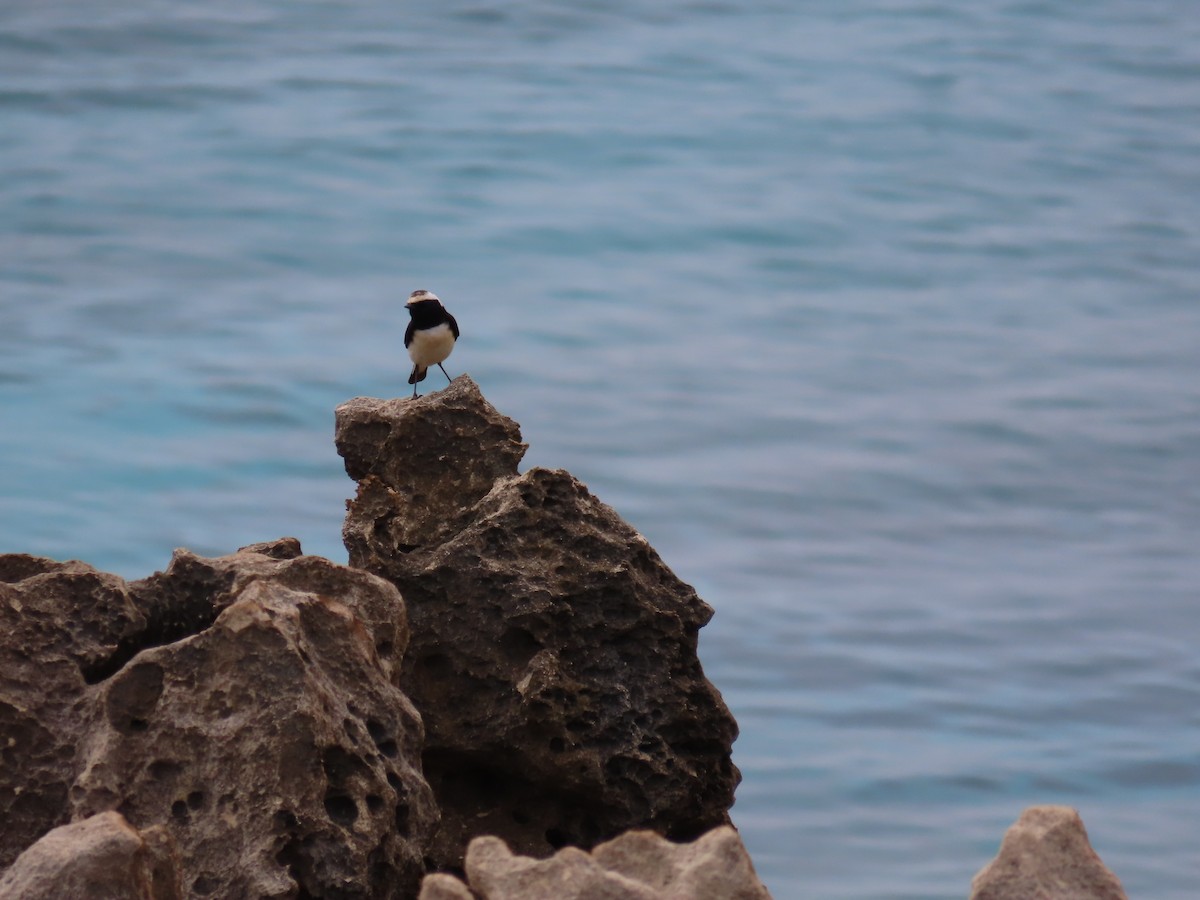 Cyprus Wheatear - ML636991874
