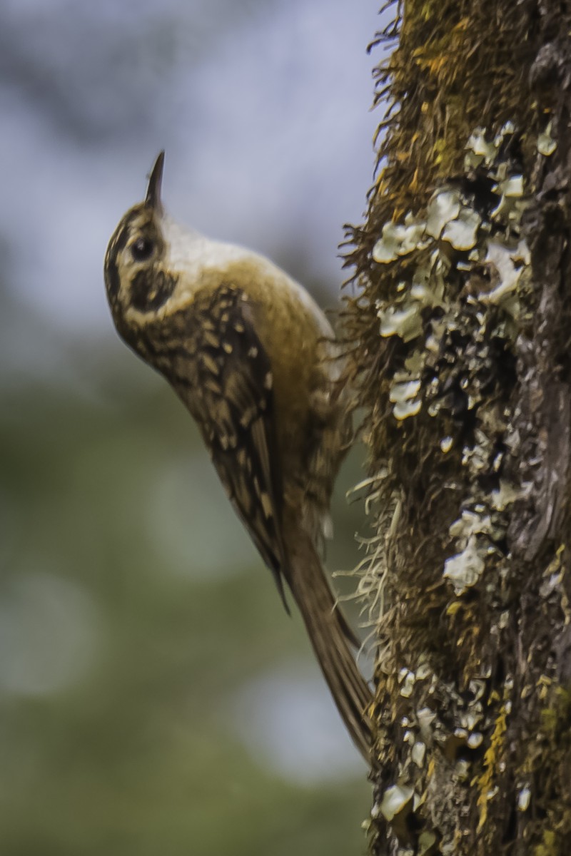 Rusty-flanked Treecreeper - ML636991910