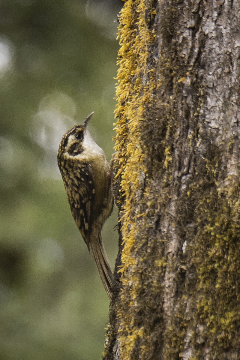 Rusty-flanked Treecreeper - ML636991911