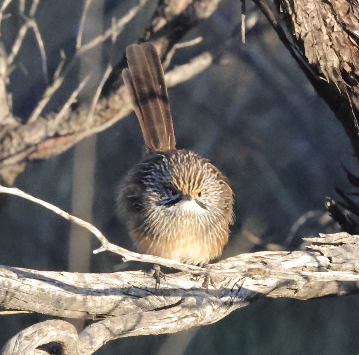 Striated Grasswren - ML636991957