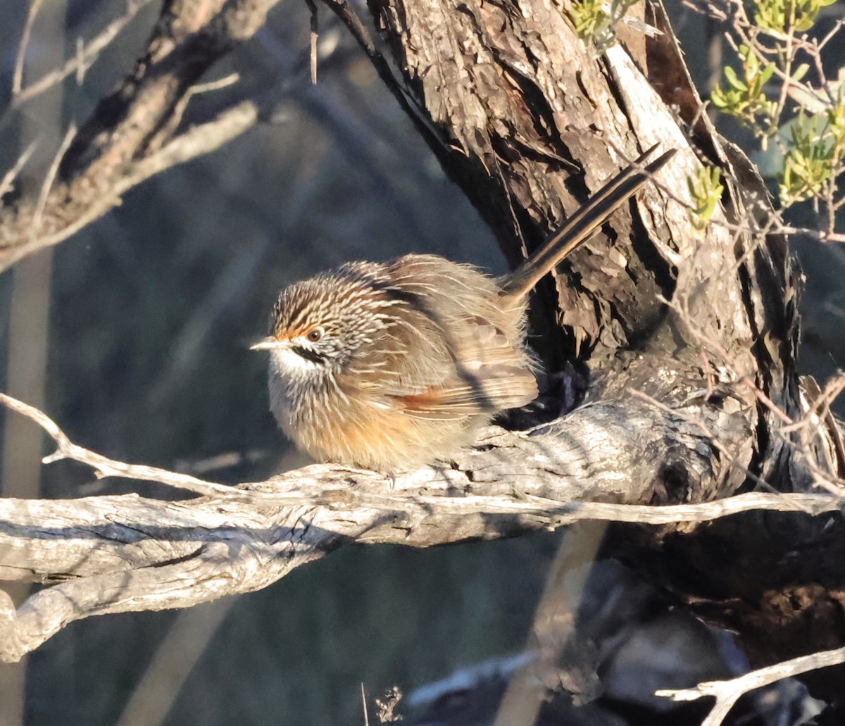 Striated Grasswren - ML636991959