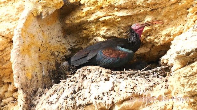 Northern Bald Ibis - ML636991994