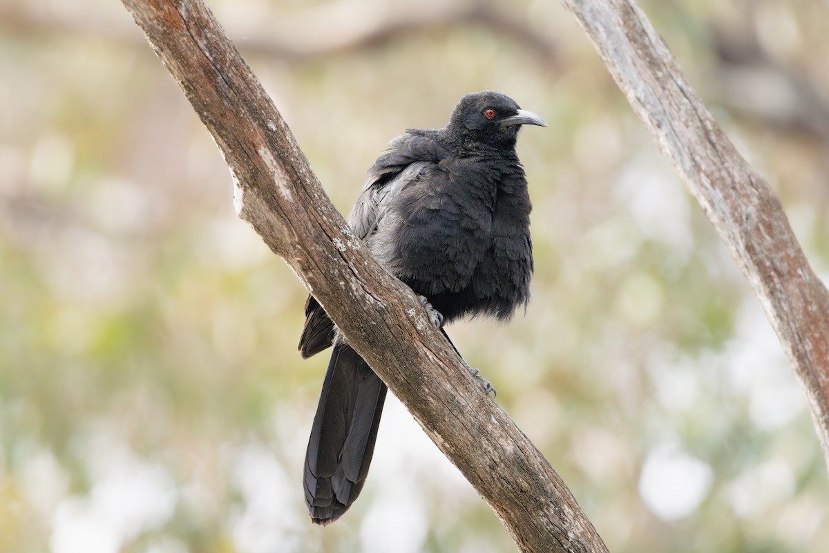 White-winged Chough - Gary Dickson