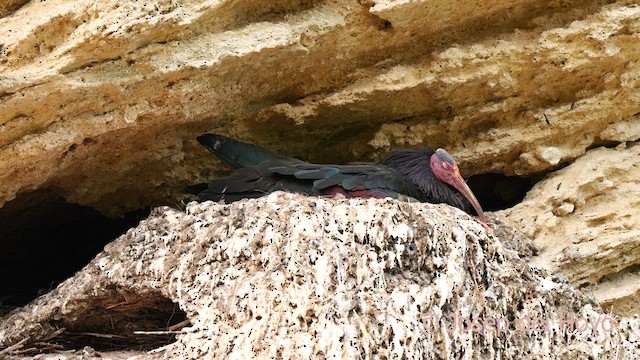 Northern Bald Ibis - ML636992144