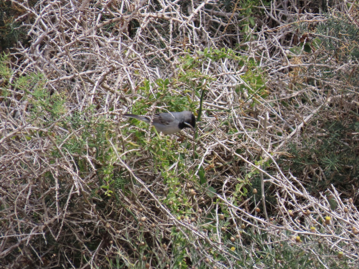 Rüppell's Warbler - ML636992145