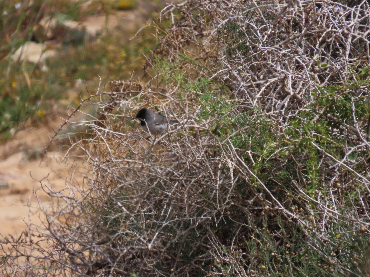 Rüppell's Warbler - ML636992146