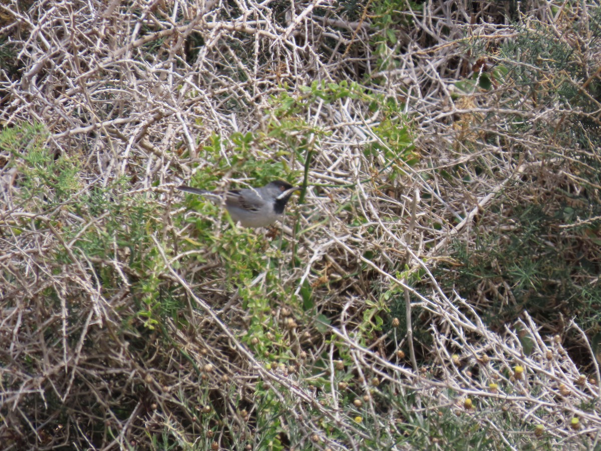 Rüppell's Warbler - ML636992147