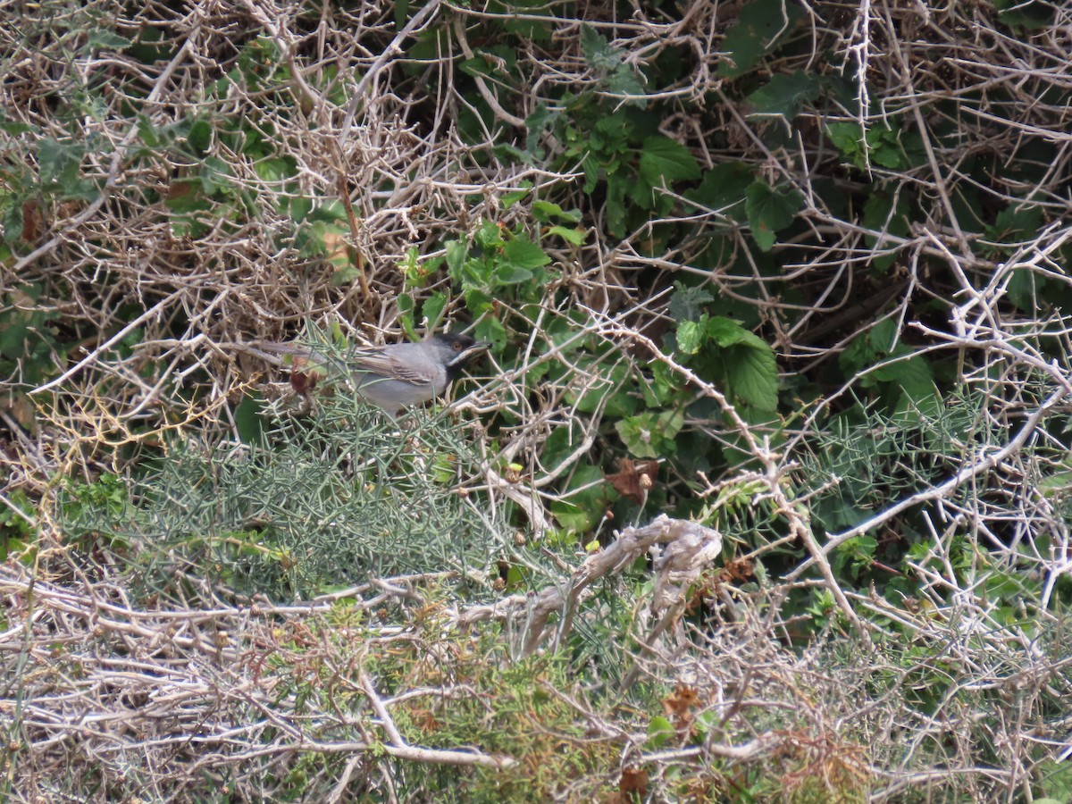 Rüppell's Warbler - ML636992148
