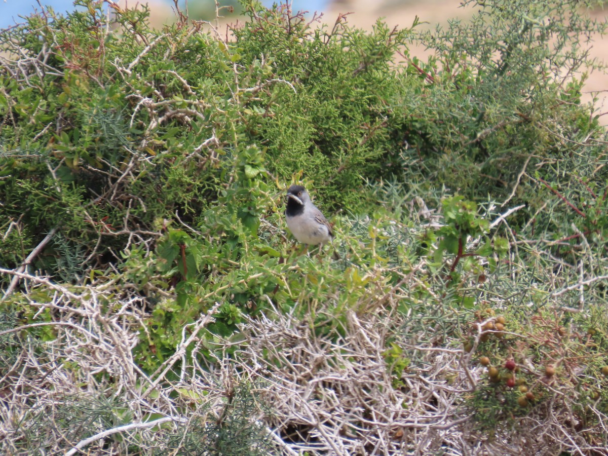 Rüppell's Warbler - ML636992149