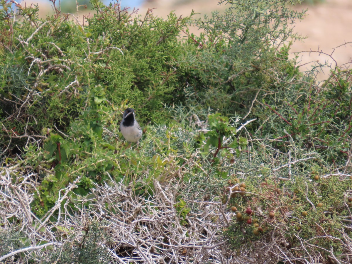 Rüppell's Warbler - ML636992150