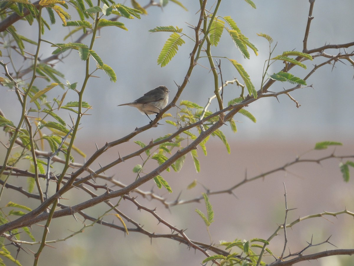 Asian Desert Warbler - ML636992177