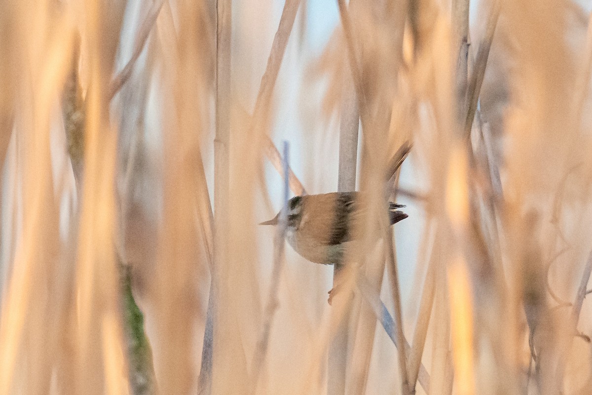 Moustached Warbler - ML636992216