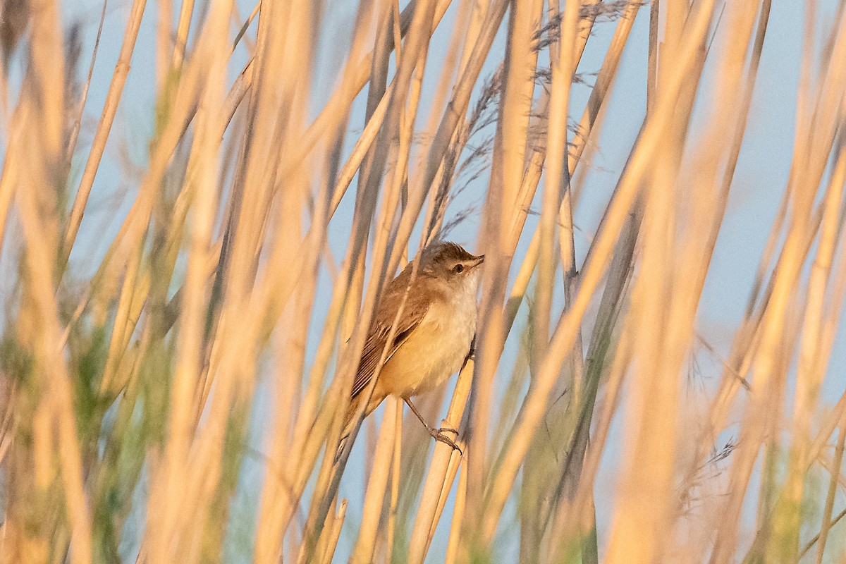 Moustached Warbler - ML636992217