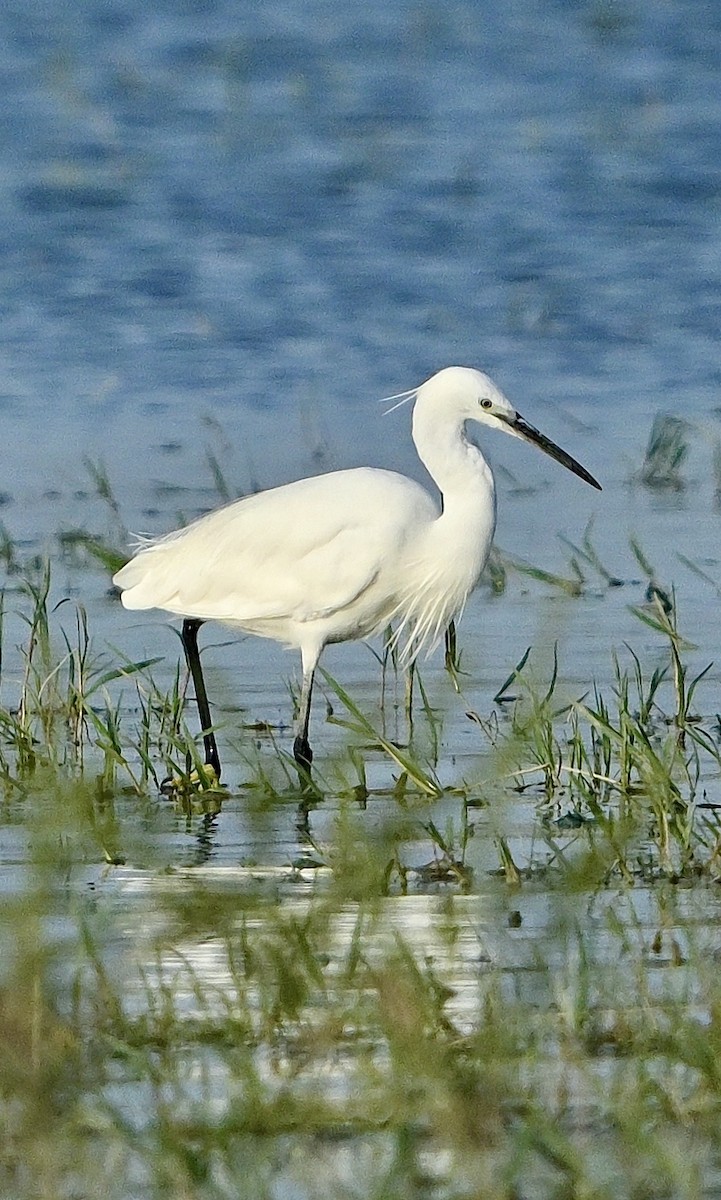Little Egret - ML636992252