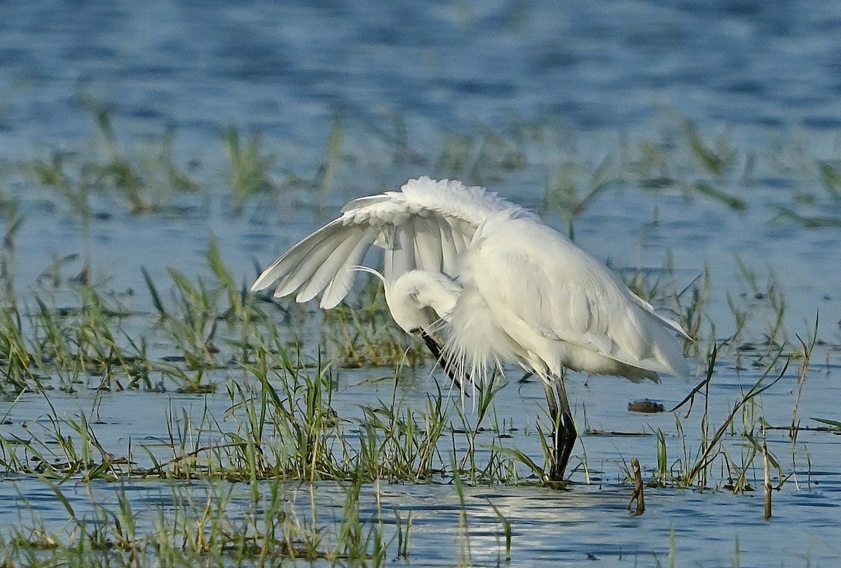 Little Egret - ML636992253