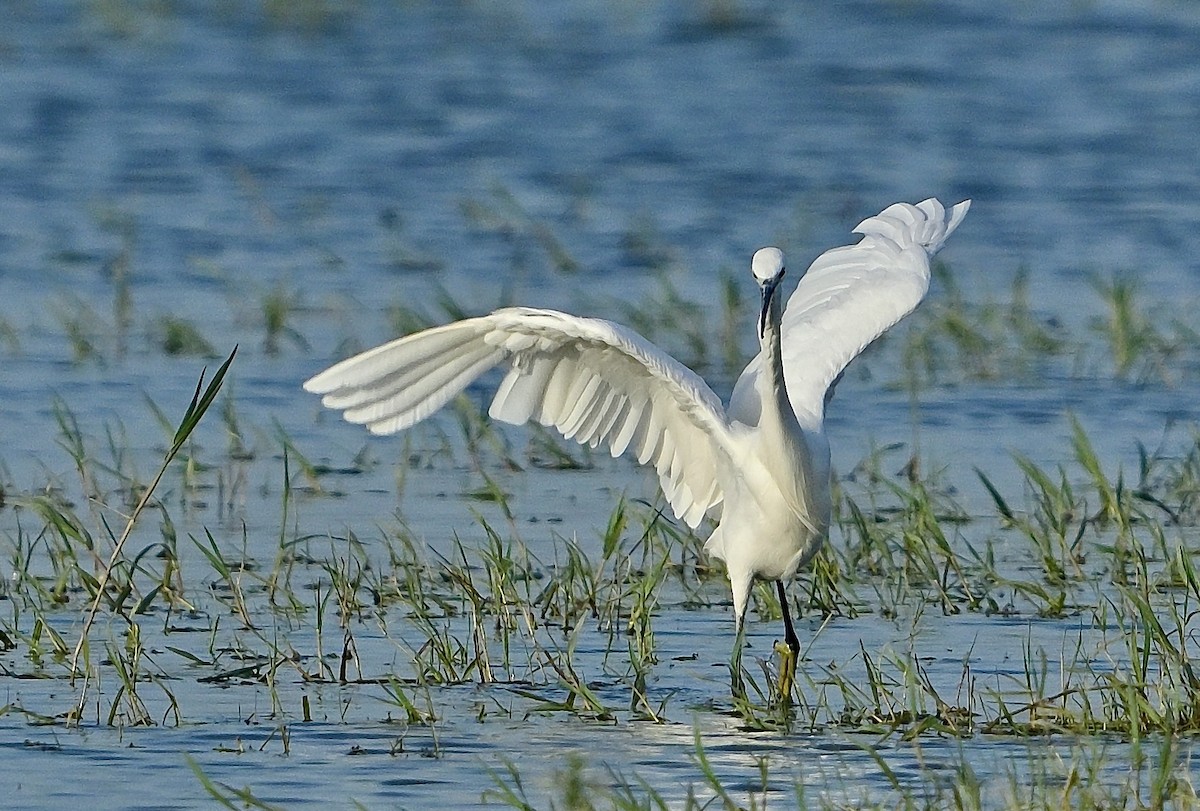 Little Egret - ML636992254