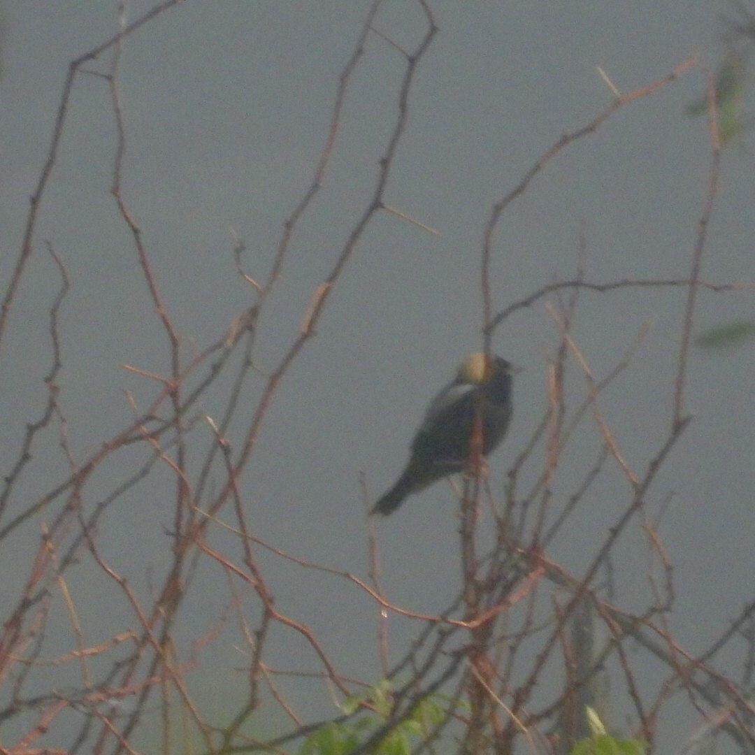 Bobolink - ML636992444