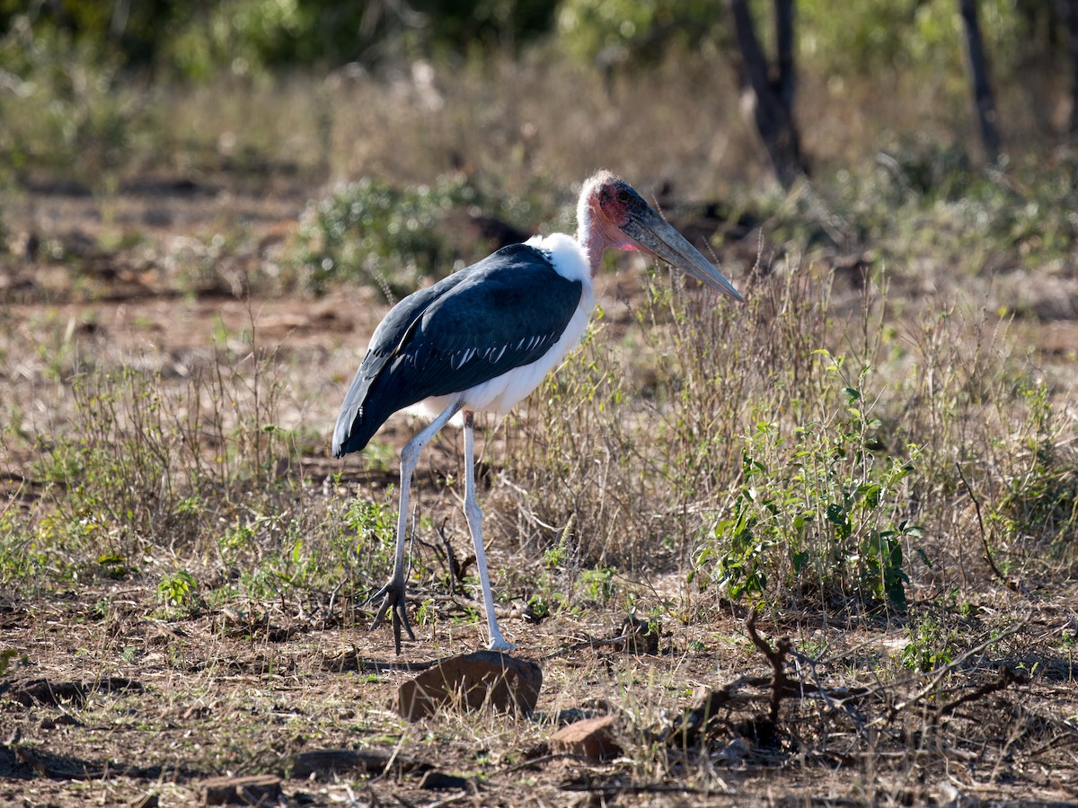 Marabou Stork - ML636992455