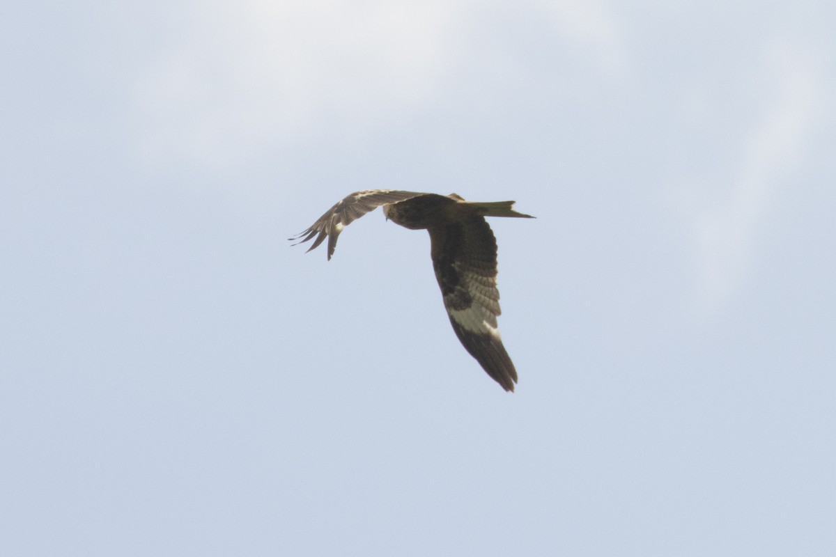 Western Marsh Harrier - ML636992459