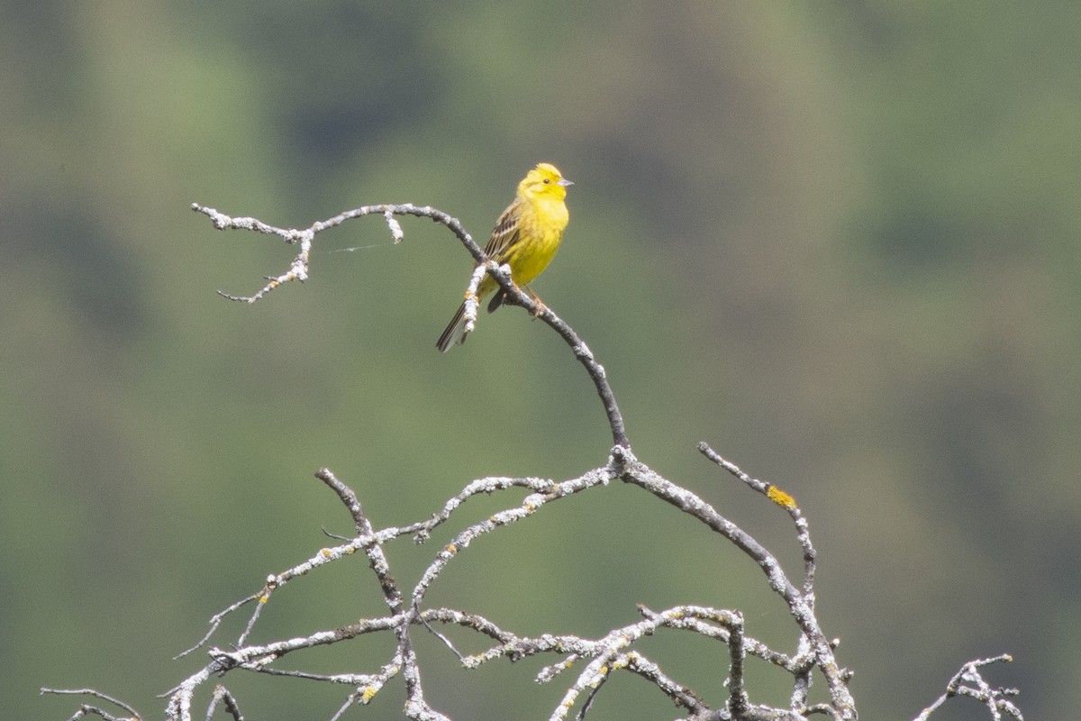 Yellowhammer - ML636992512