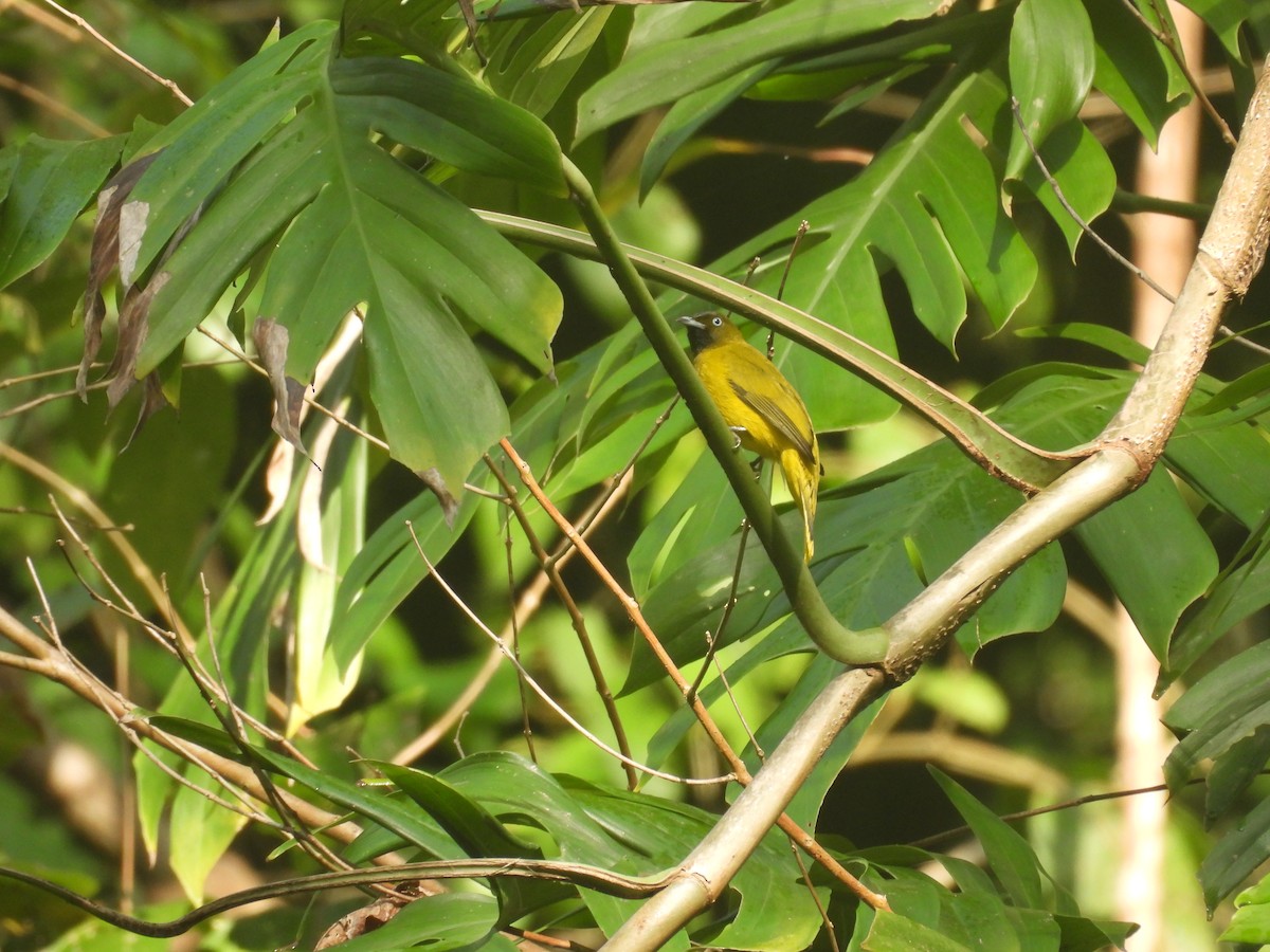 Andaman Bulbul - ML636992513