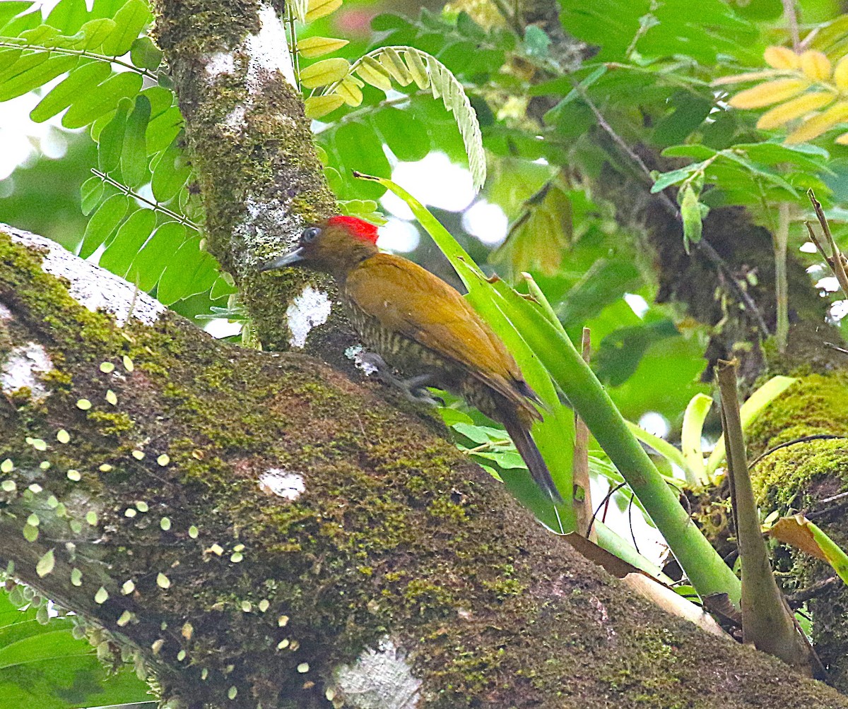Rufous-winged Woodpecker - ML636992564
