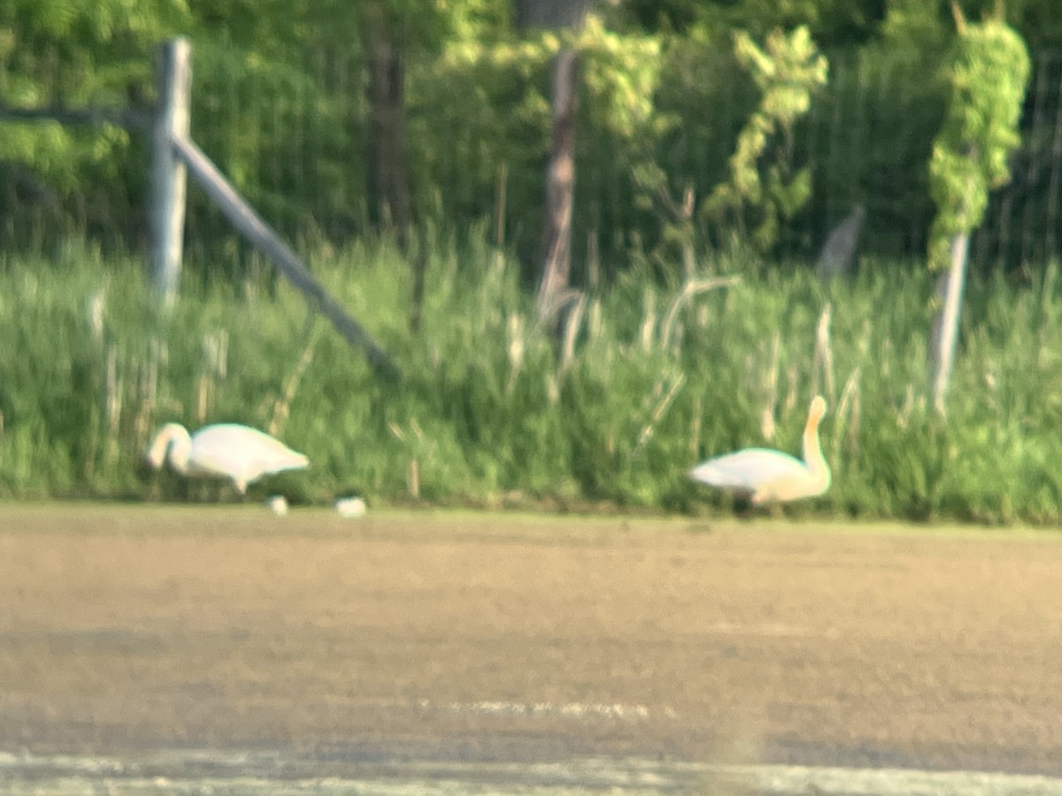 Trumpeter Swan - ML636992567