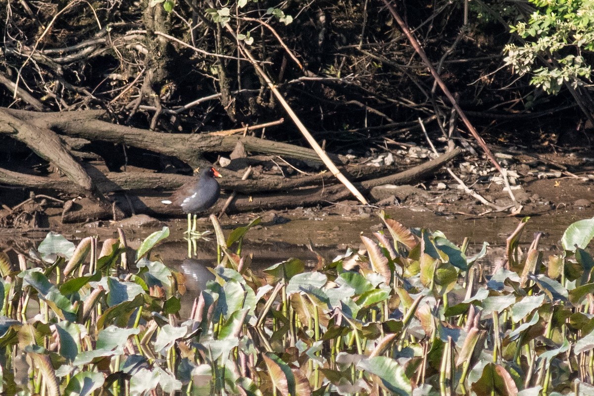 Common Gallinule - ML636992636