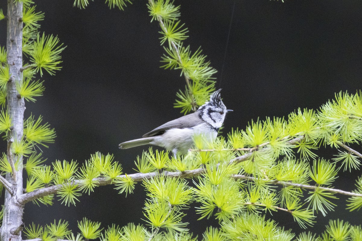 Crested Tit - ML636992704