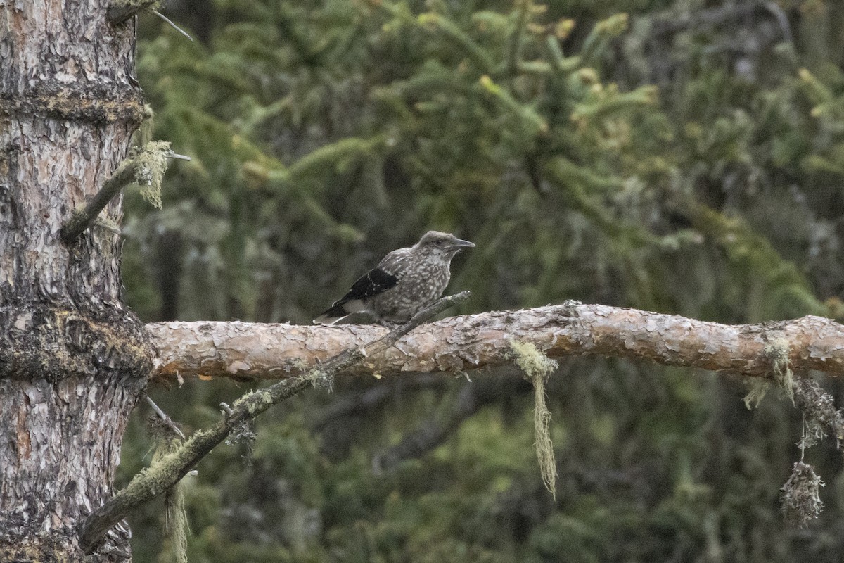 Northern Nutcracker - ML636992767