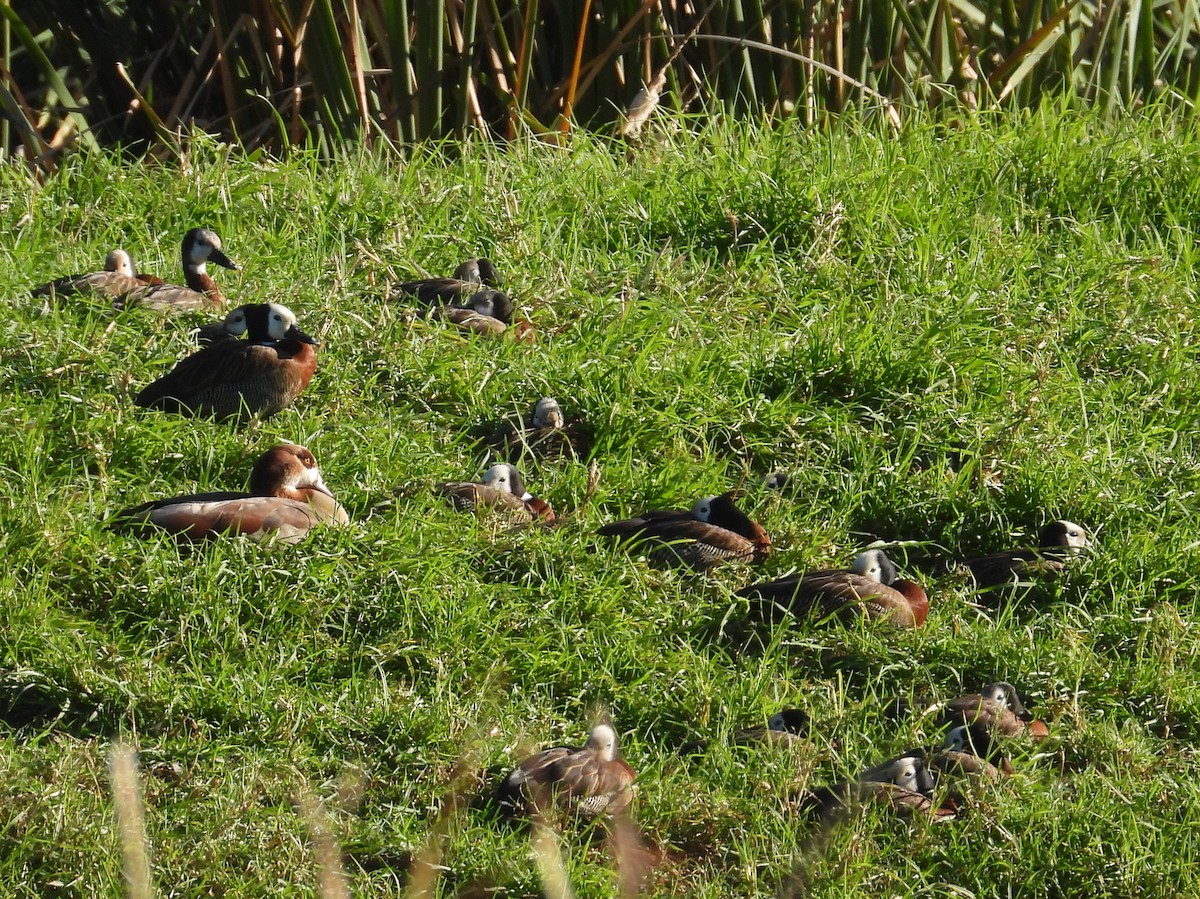 White-faced Whistling-Duck - ML636992773