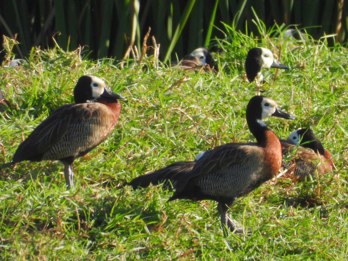 White-faced Whistling-Duck - ML636992777