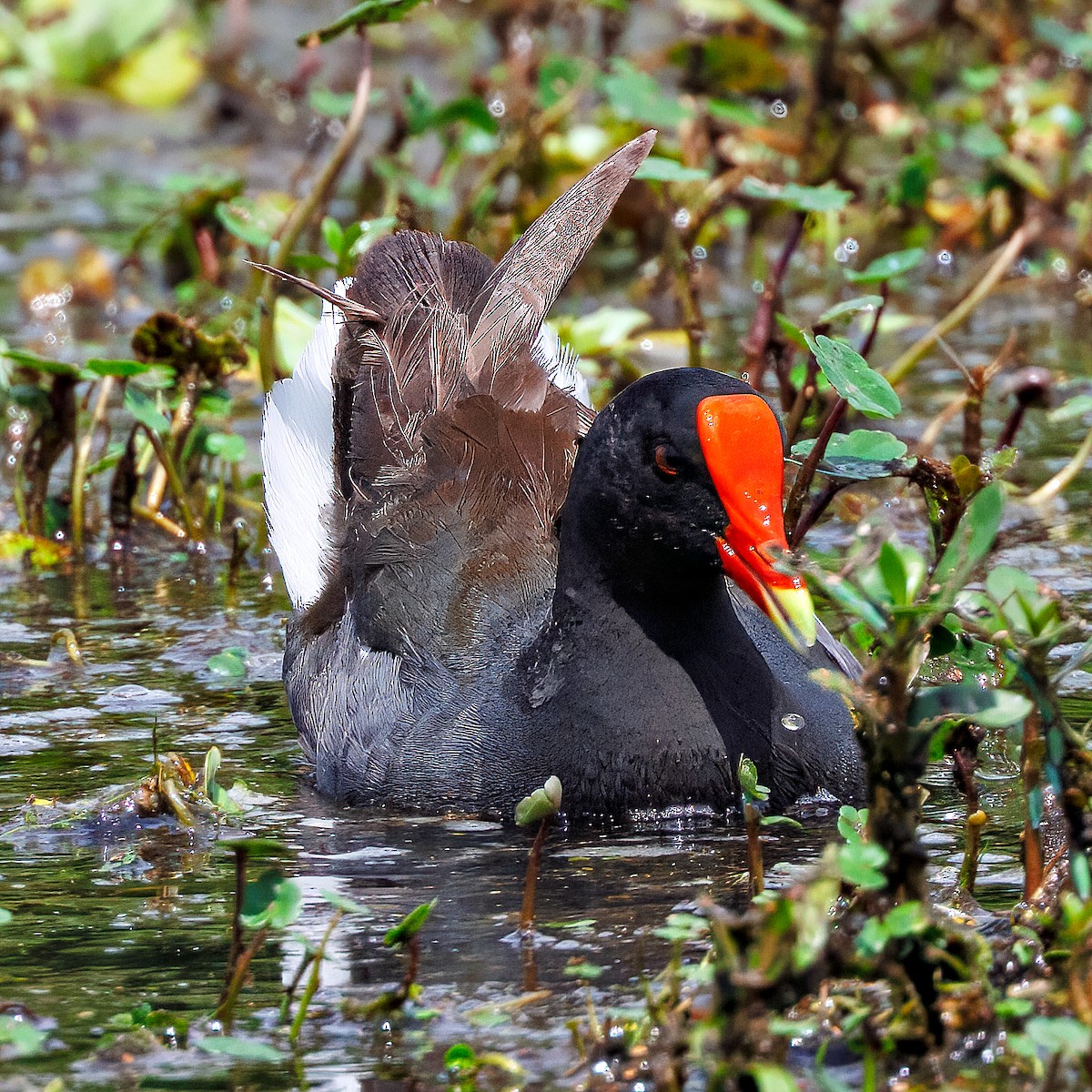 Common Gallinule - ML636992779