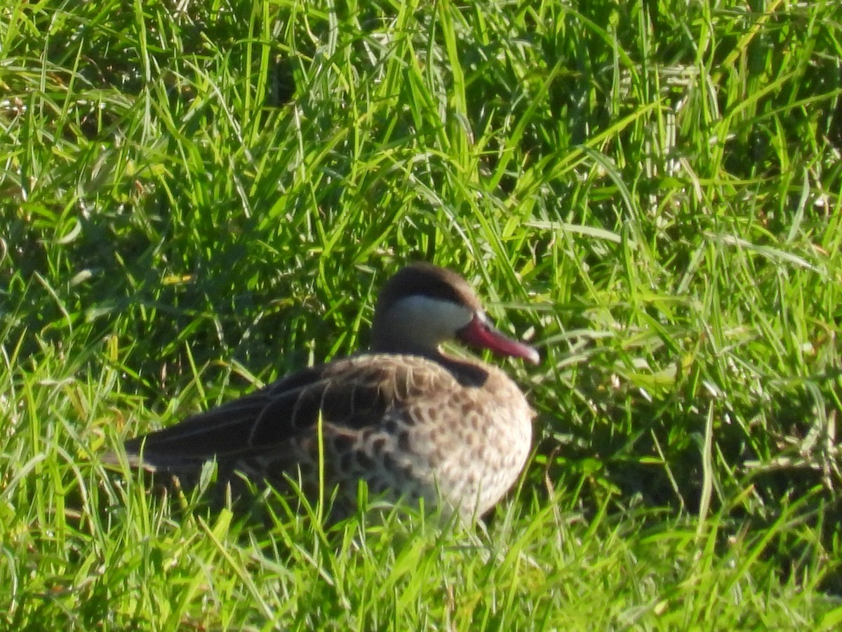 Red-billed Duck - ML636992796
