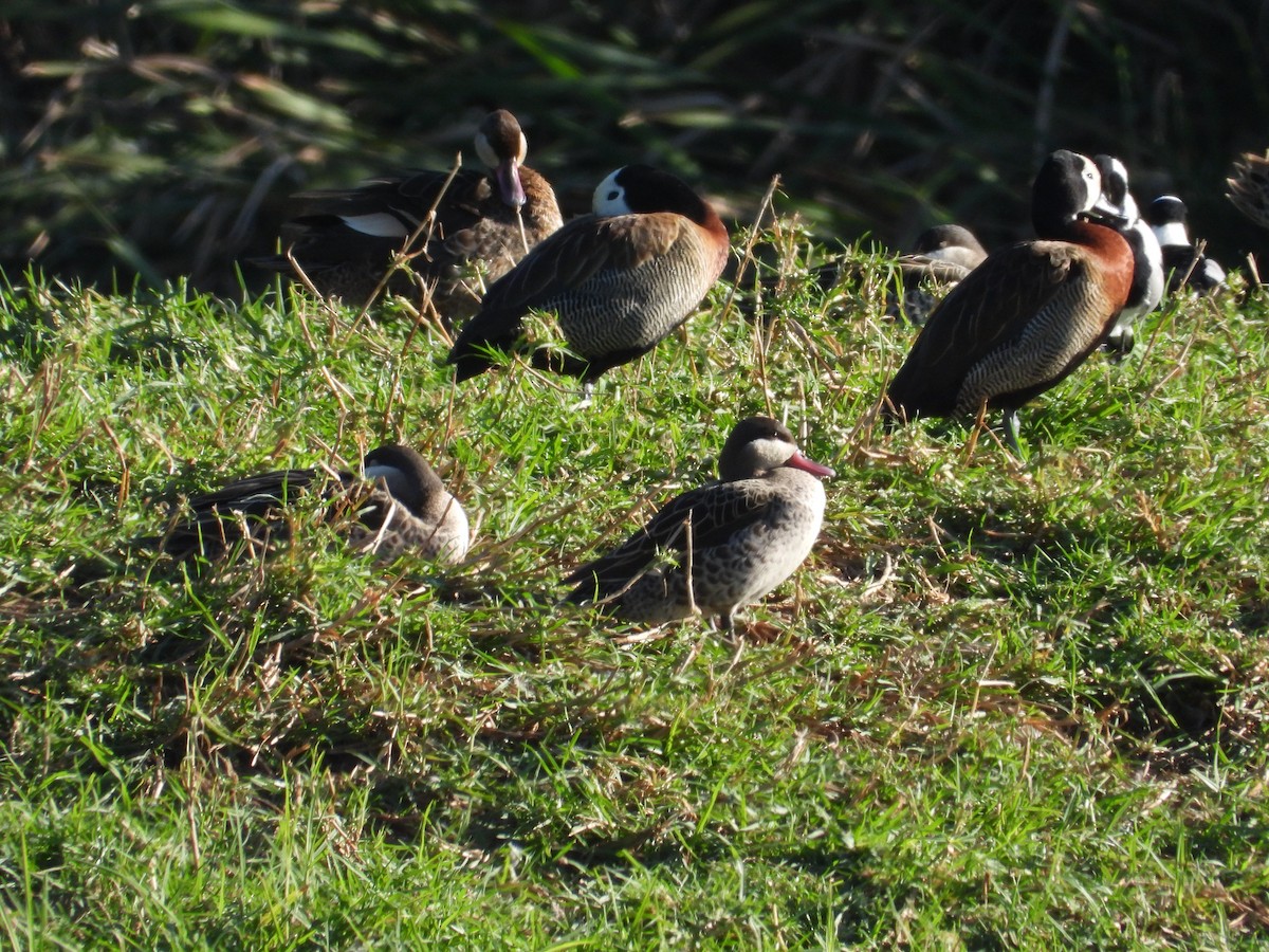 Red-billed Duck - ML636992799