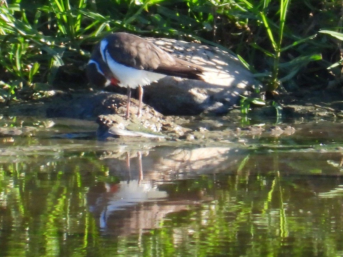 Three-banded Plover - ML636992810