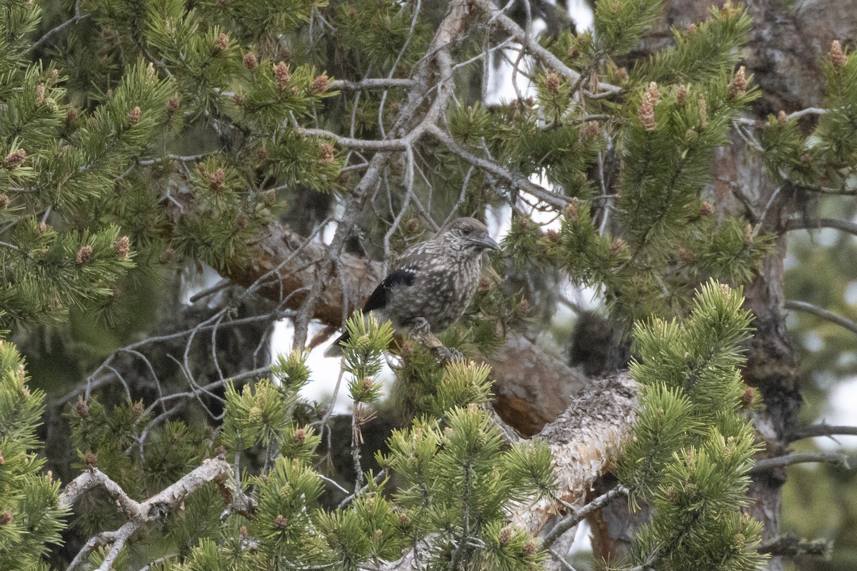 Northern Nutcracker - ML636992830