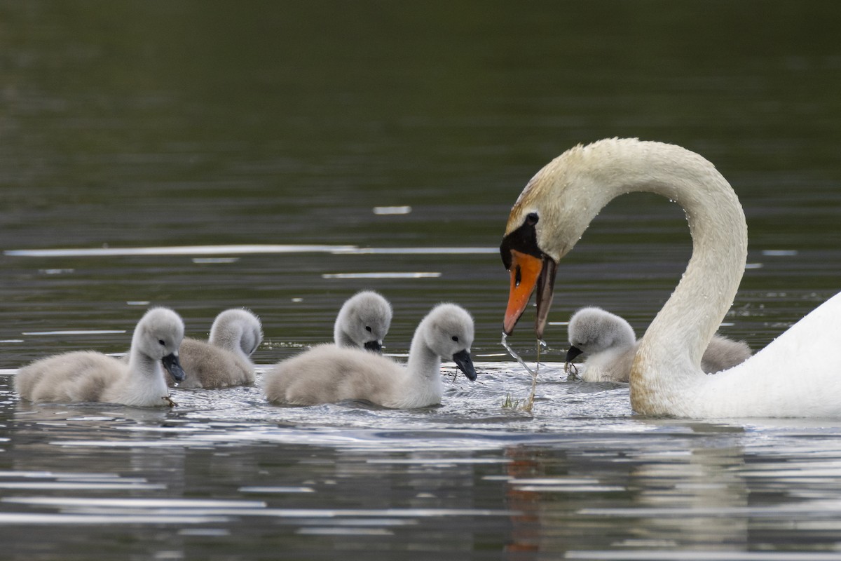 Mute Swan - ML636992875