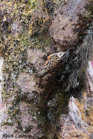 Rusty-flanked Treecreeper - ML636992876